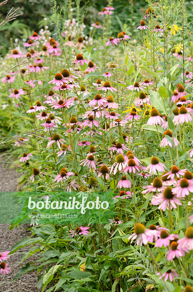 535087 - Sonnenhut (Echinacea purpurea)