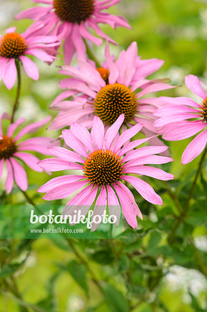 535088 - Sonnenhut (Echinacea purpurea)