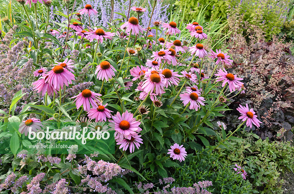 547003 - Sonnenhut (Echinacea purpurea)