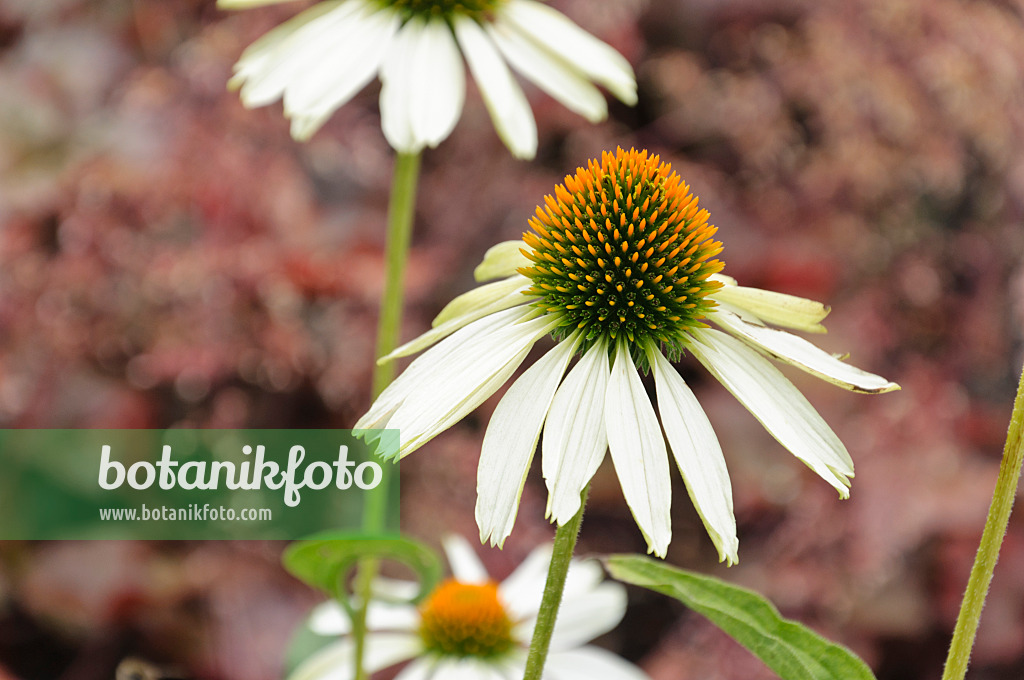 487129 - Sonnenhut (Echinacea purpurea 'Alba')