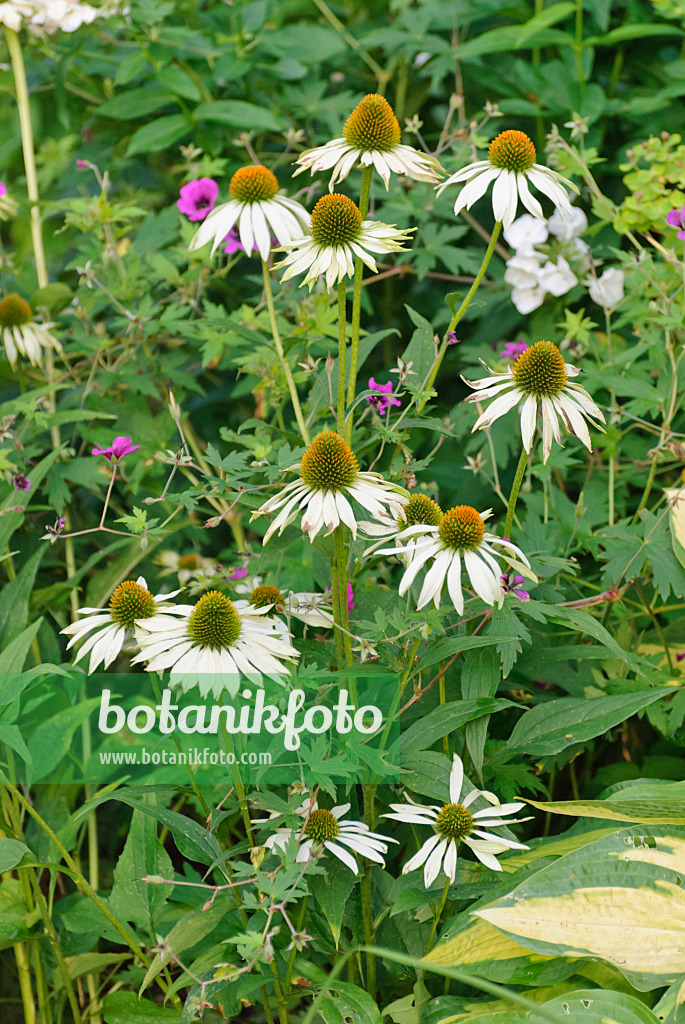 518012 - Sonnenhut (Echinacea purpurea 'Alba')