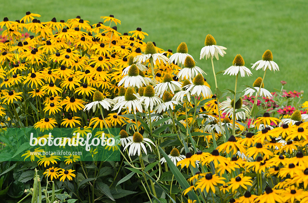 523186 - Sonnenhut (Echinacea purpurea 'Alba') und Gewöhnlicher Sonnenhut (Rudbeckia fulgida)