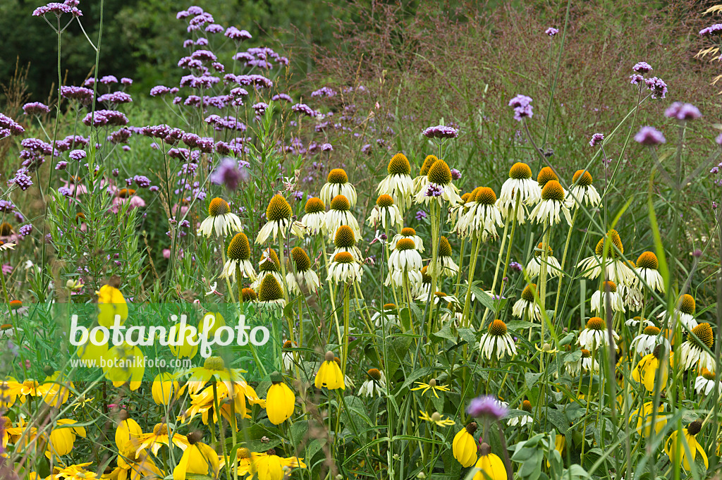 511236 - Sonnenhut (Echinacea purpurea), Argentinisches Eisenkraut (Verbena bonariensis) und Sonnenhut (Rudbeckia)