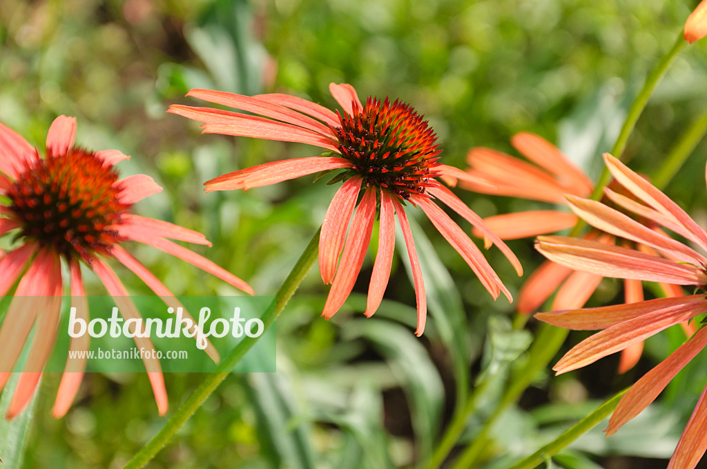 487044 - Sonnenhut (Echinacea purpurea 'Art's Pride')