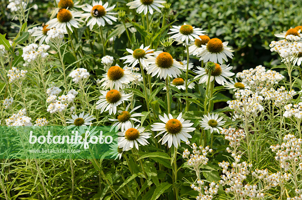 534399 - Sonnenhut (Echinacea purpurea 'Baby Swan White') und Perlkörbchen (Anaphalis triplinervis 'Sommerschnee')