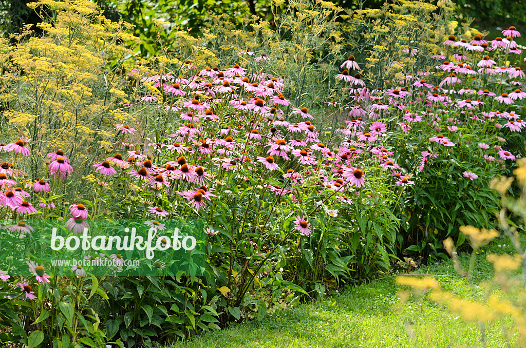 534387 - Sonnenhut (Echinacea purpurea) und Fenchel (Foeniculum vulgare)