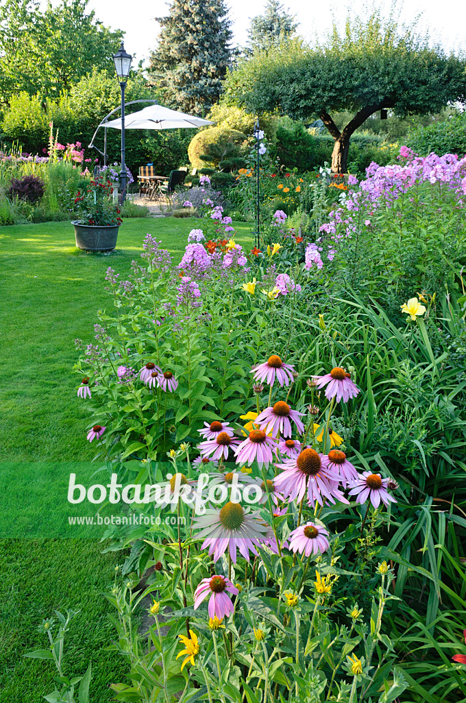 474460 - Sonnenhut (Echinacea purpurea) und Staudenphlox (Phlox paniculata)