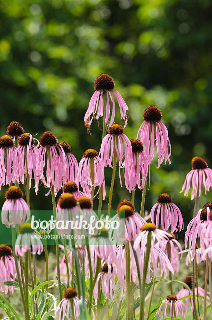 497096 - Sonnenhut (Echinacea simulata)