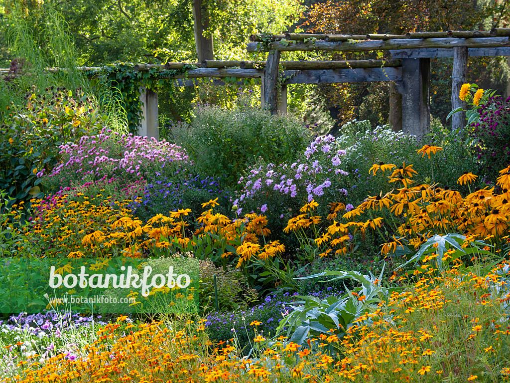 417039 - Sonnenhut (Rudbeckia), Aster (Aster) und Studentenblume (Tagetes)