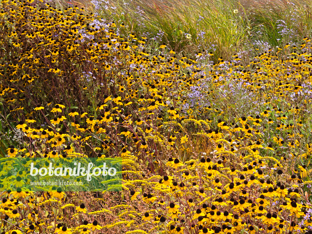 418050 - Sonnenhut (Rudbeckia) und Goldrute (Solidago)