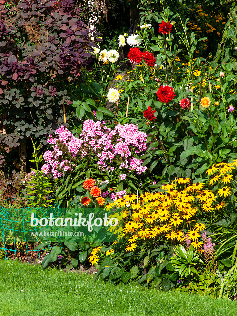 441002 - Sonnenhut (Rudbeckia), Phlox (Phlox) und Dahlien (Dahlia)