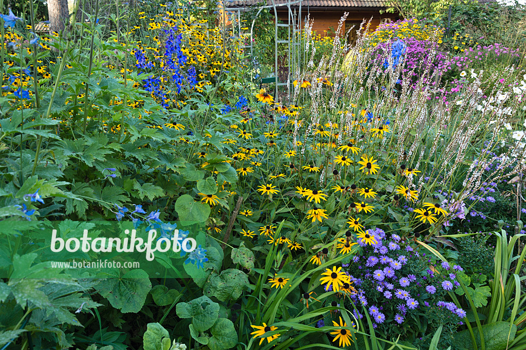 512103 - Sonnenhut (Rudbeckia), Rittersporne (Delphinium) und Astern (Aster)