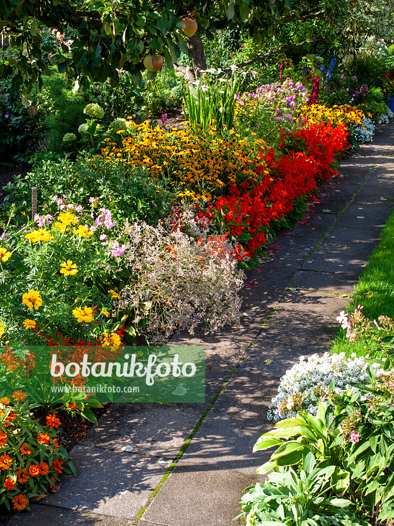 441009 - Sonnenhut (Rudbeckia), Salbei (Salvia) und Zinnien (Zinnia)