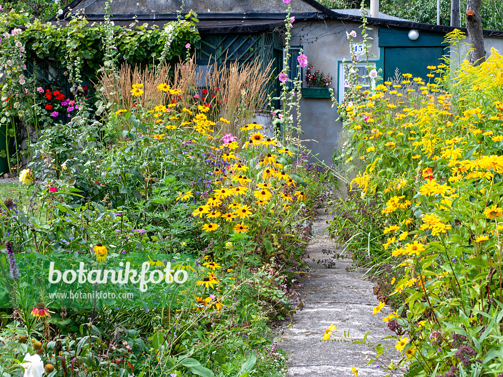 474432 - Sonnenhut (Rudbeckia), Stockrose (Alcea rosea), Goldrute (Solidago) und Sonnenauge (Heliopsis helianthoides)