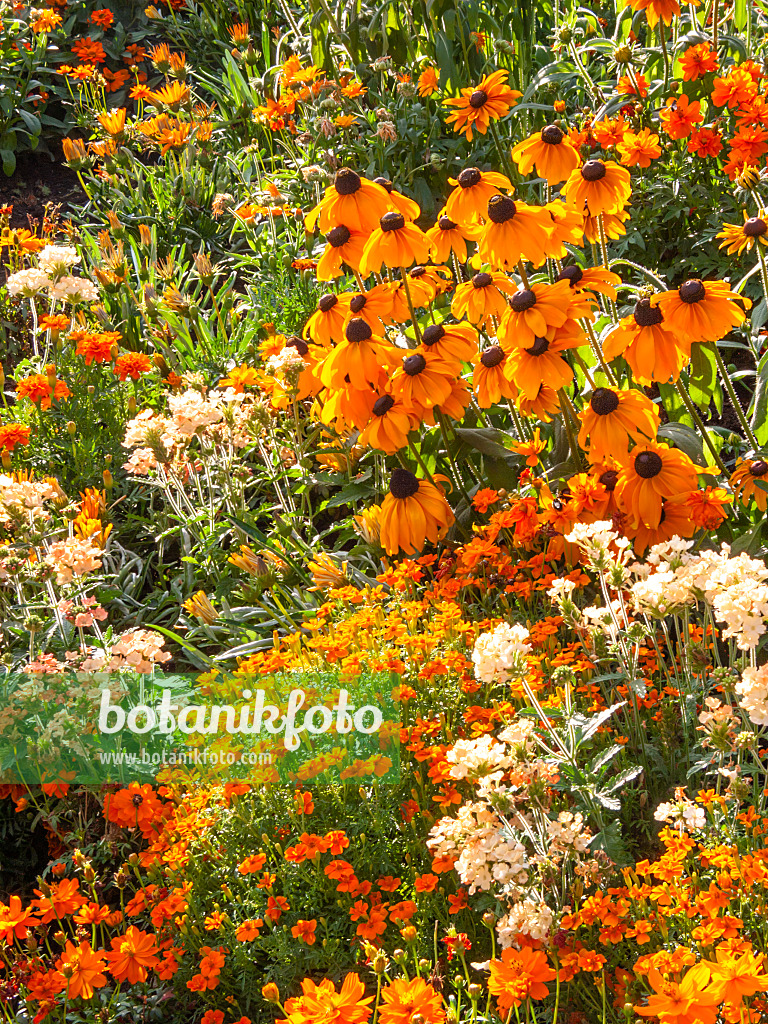 416054 - Sonnenhut (Rudbeckia) und Studentenblumen (Tagetes)