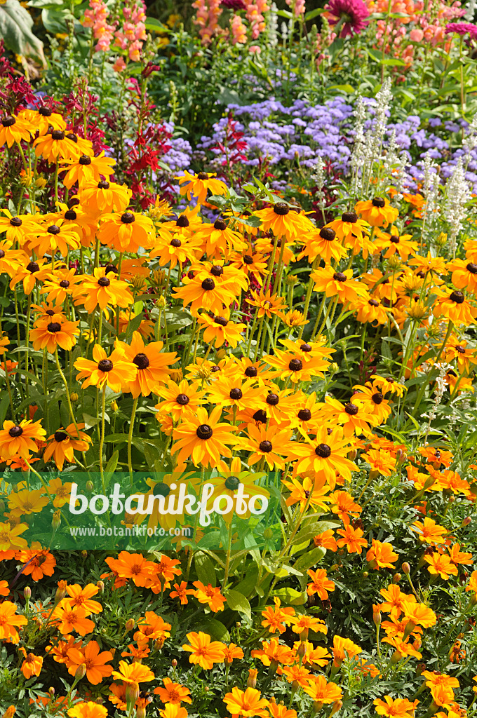 487061 - Sonnenhut (Rudbeckia) und Studentenblumen (Tagetes)