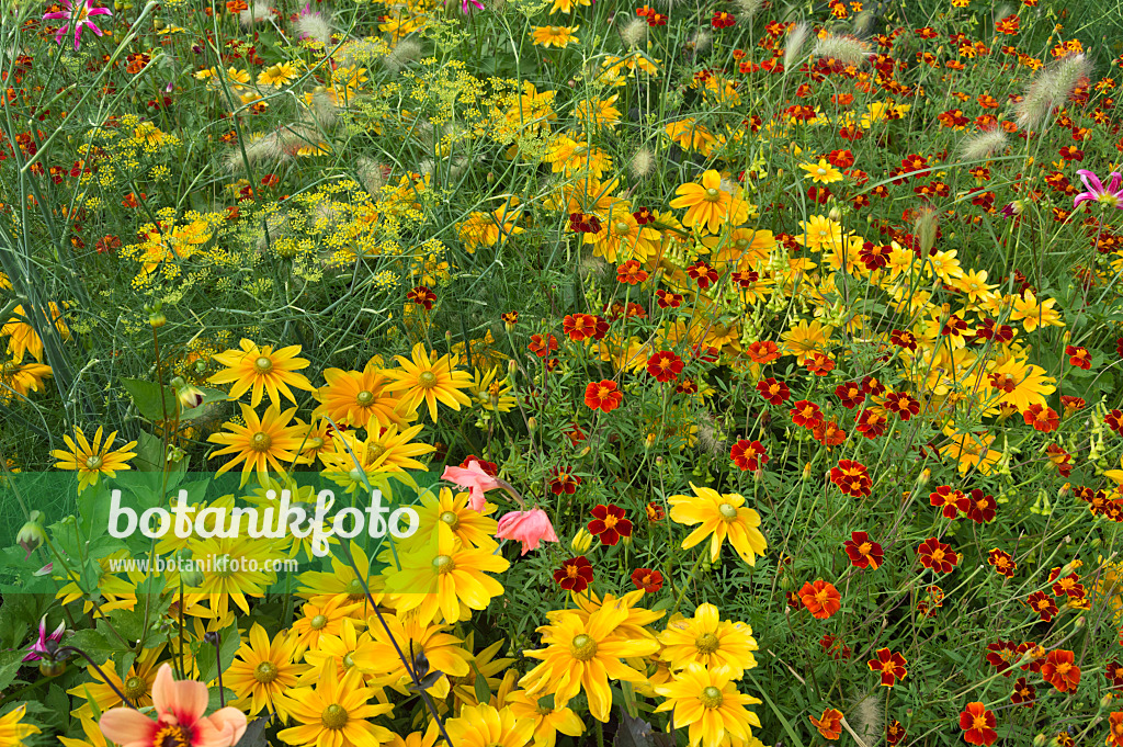 511239 - Sonnenhut (Rudbeckia), Studentenblumen (Tagetes) und Fenchel (Foeniculum vulgare)