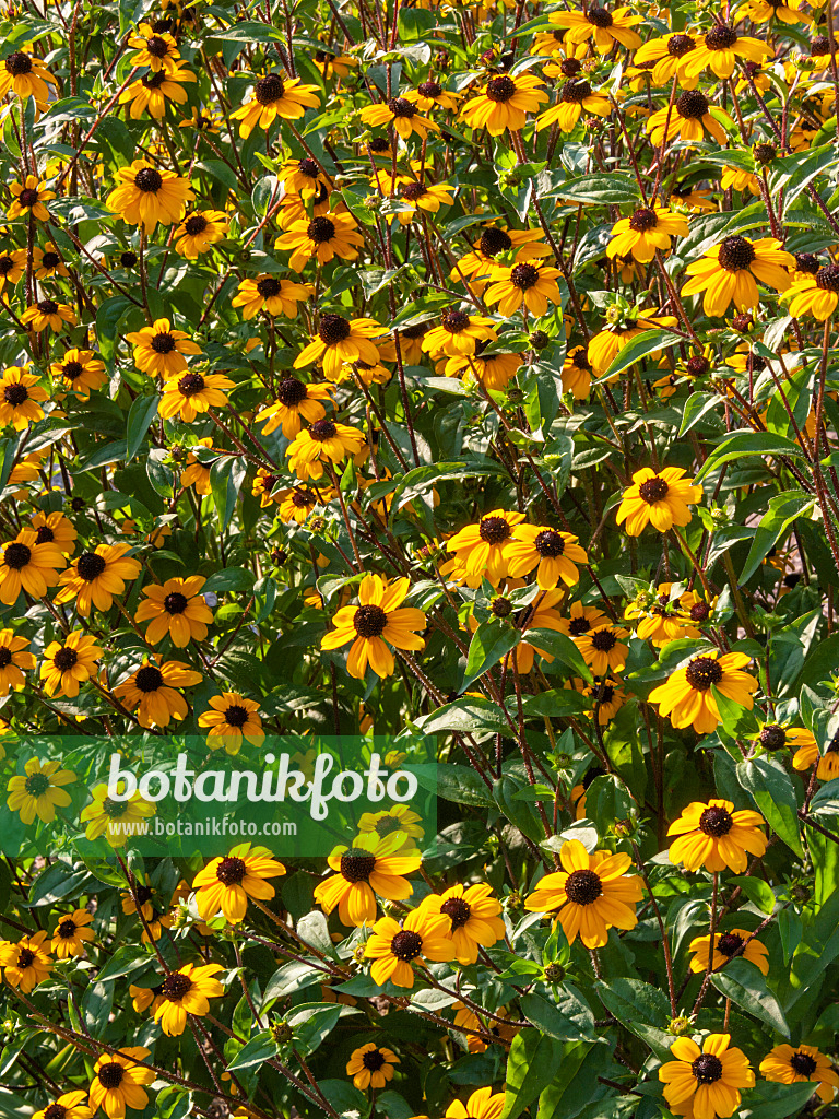 417019 - Sonnenhut (Rudbeckia triloba)