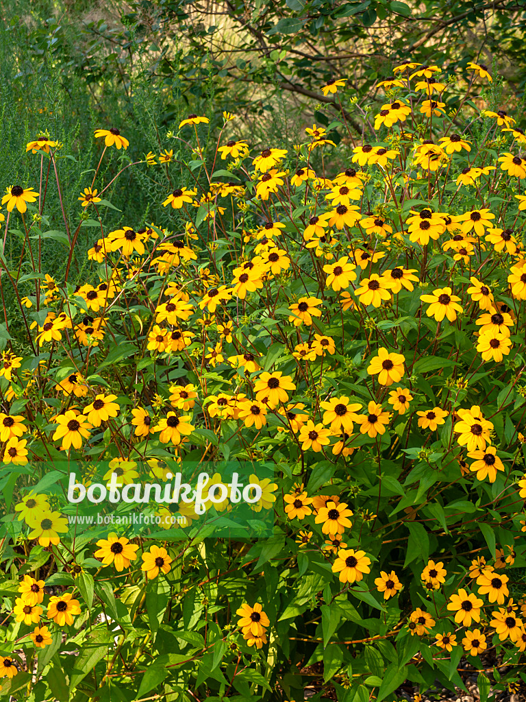 451048 - Sonnenhut (Rudbeckia triloba)