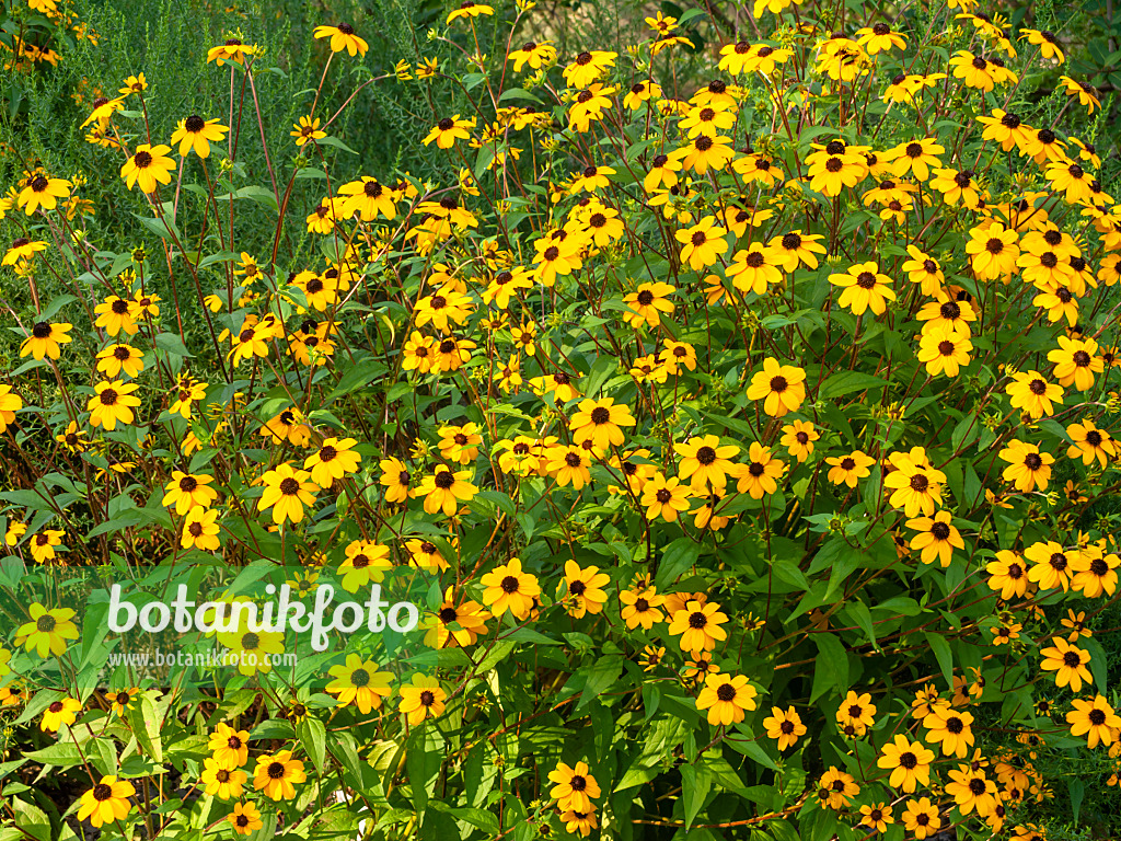 451049 - Sonnenhut (Rudbeckia triloba)