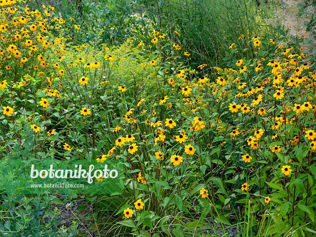 451051 - Sonnenhut (Rudbeckia triloba)