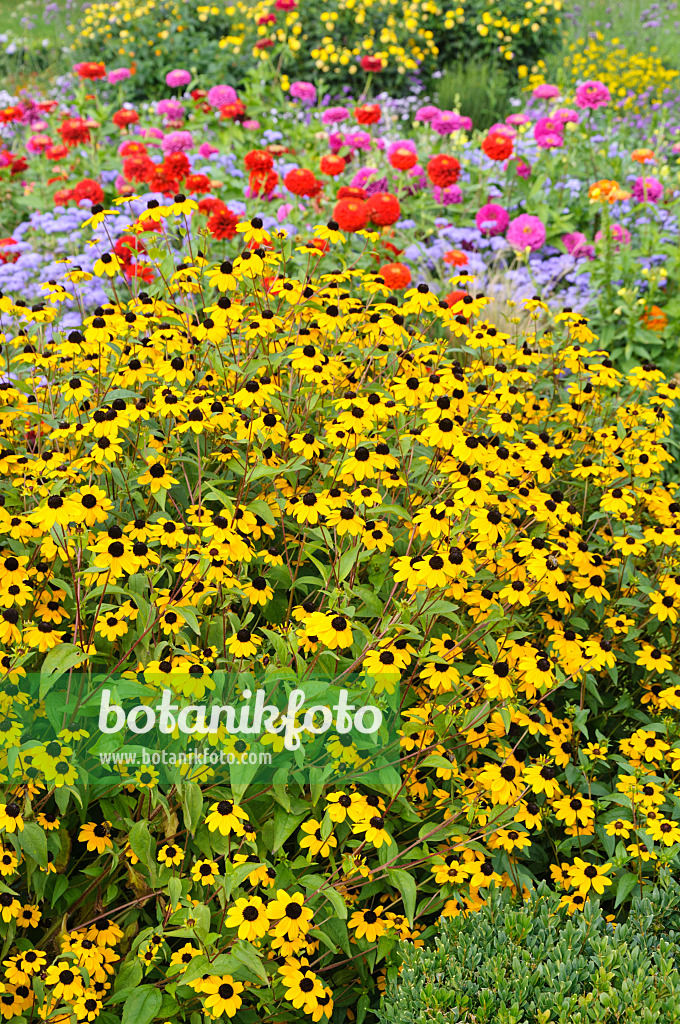 476110 - Sonnenhut (Rudbeckia triloba)