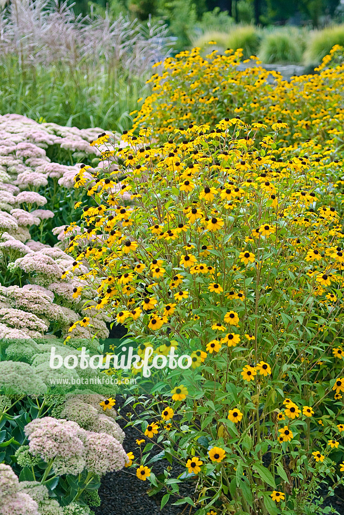 502424 - Sonnenhut (Rudbeckia triloba)