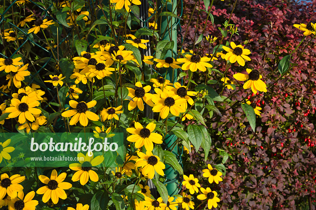 512100 - Sonnenhut (Rudbeckia triloba)