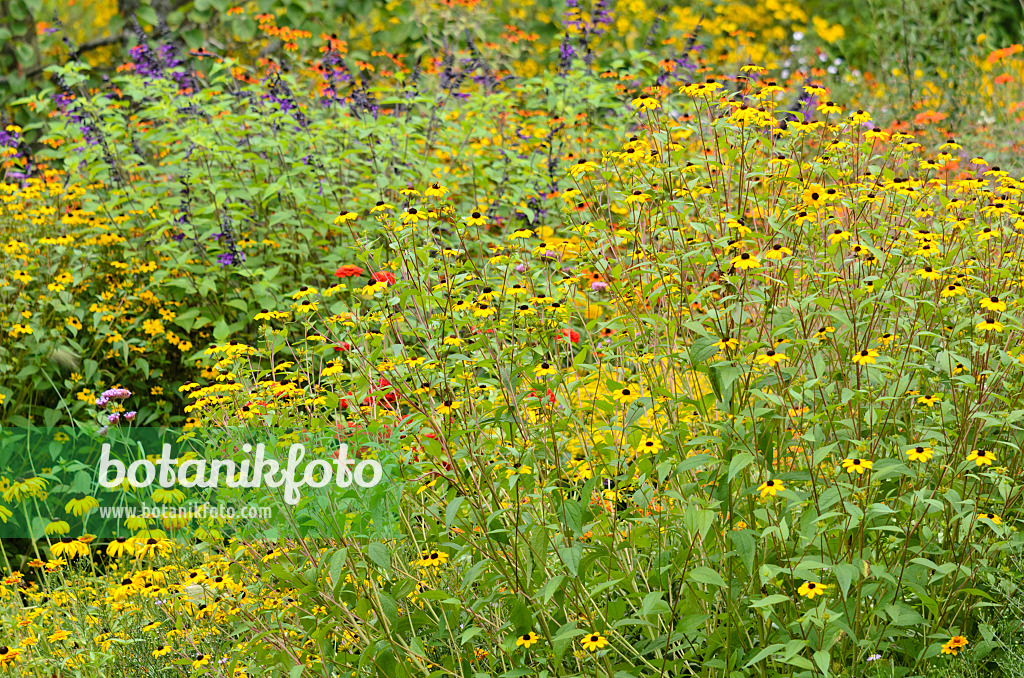 535113 - Sonnenhut (Rudbeckia triloba)