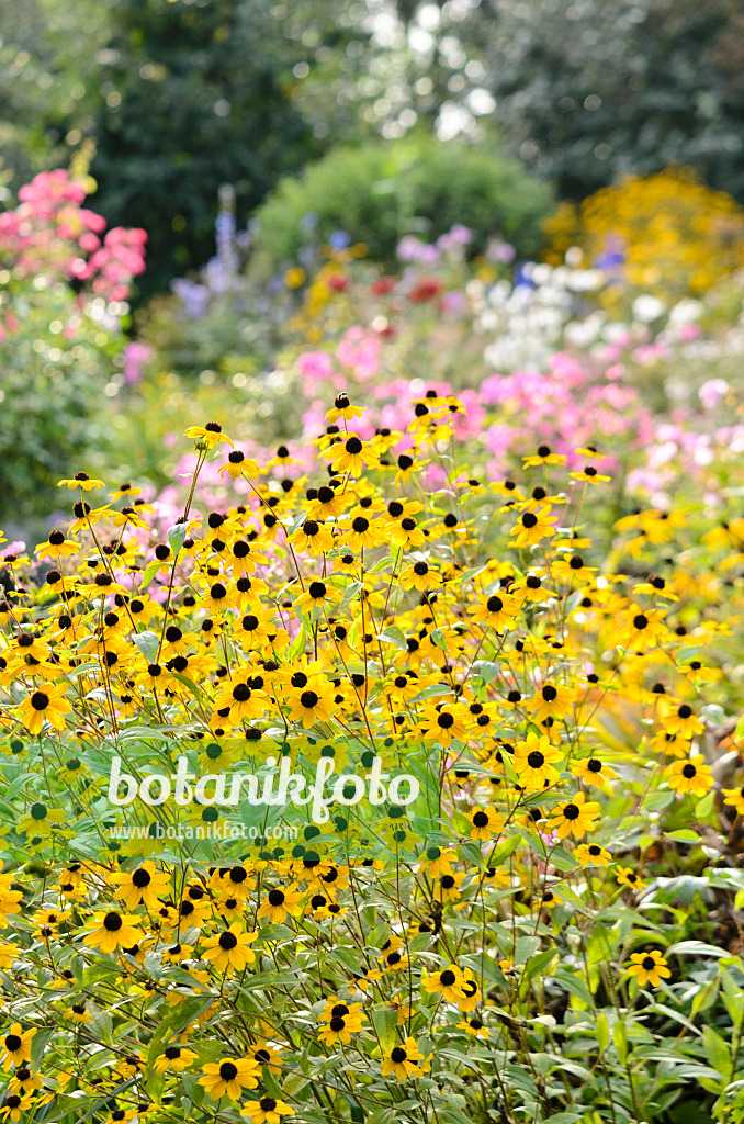 536188 - Sonnenhut (Rudbeckia triloba)