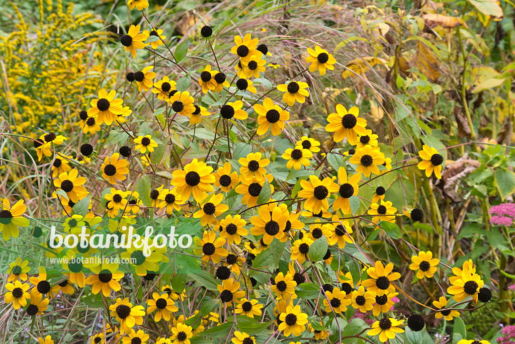 573116 - Sonnenhut (Rudbeckia triloba)