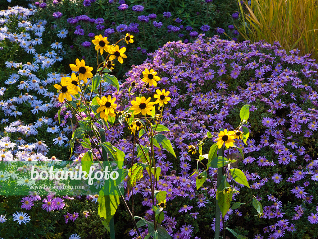 418085 - Sonnenhut (Rudbeckia triloba) und Aster (Aster)