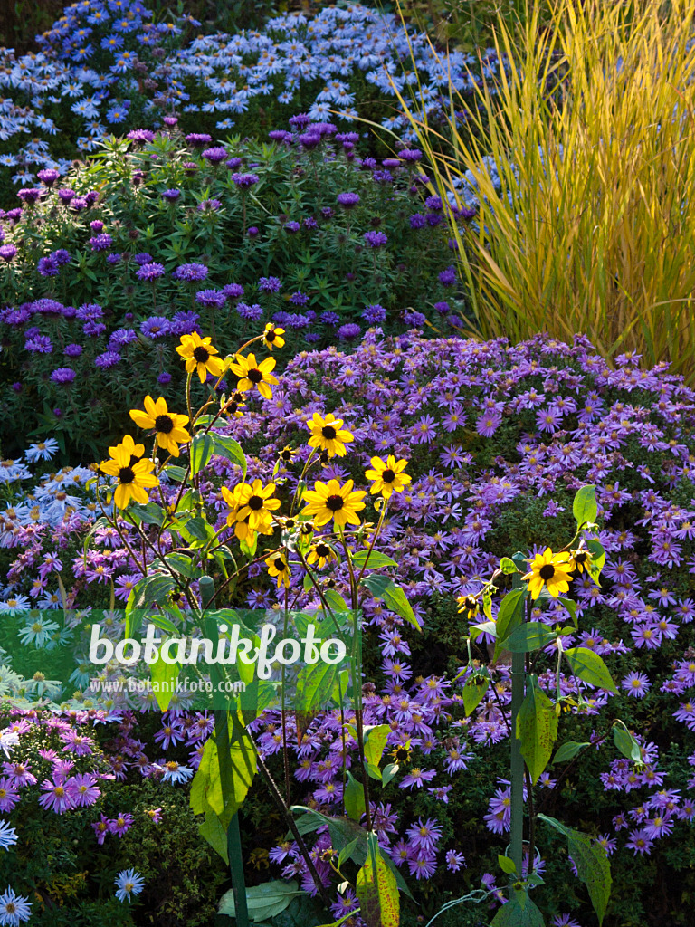 418086 - Sonnenhut (Rudbeckia triloba) und Aster (Aster)