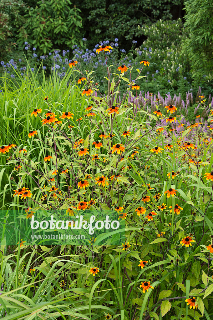 511087 - Sonnenhut (Rudbeckia triloba 'Prairie Glow')