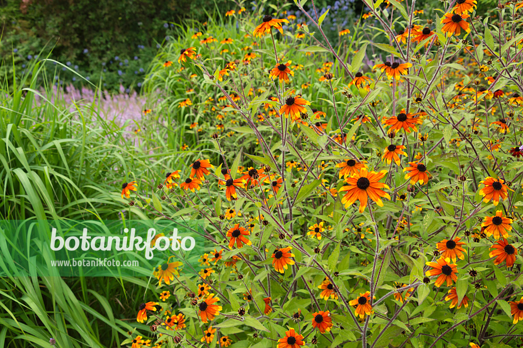 511088 - Sonnenhut (Rudbeckia triloba 'Prairie Glow')