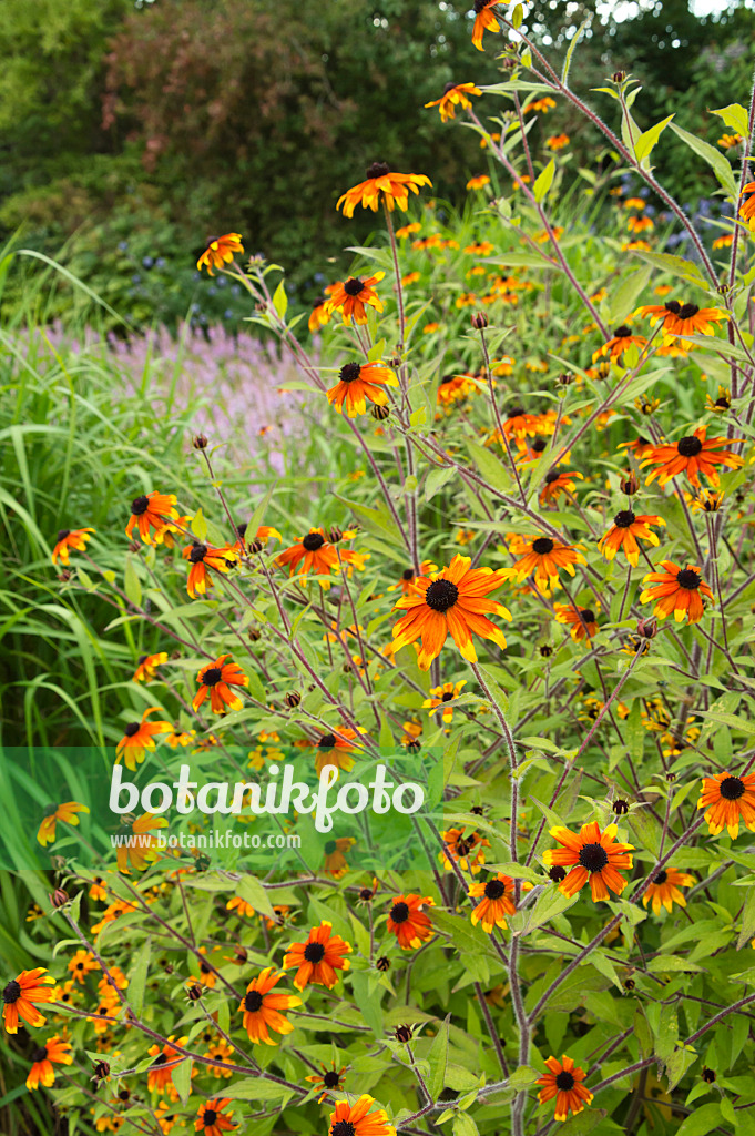 511089 - Sonnenhut (Rudbeckia triloba 'Prairie Glow')