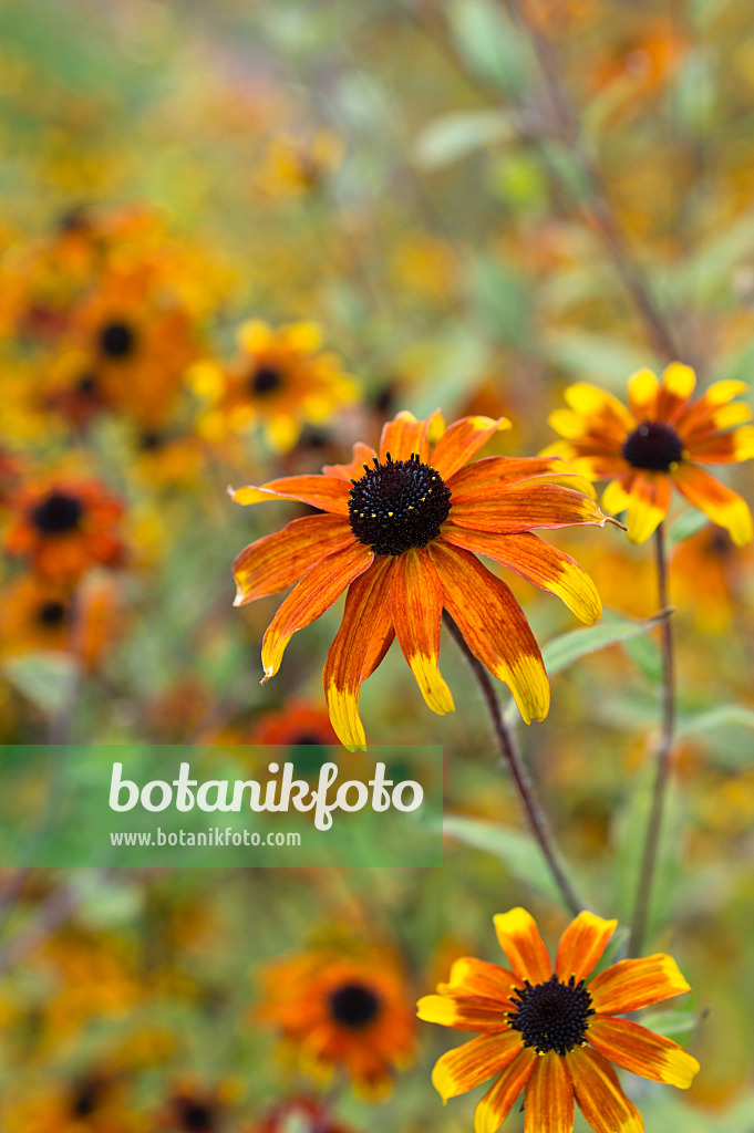 511313 - Sonnenhut (Rudbeckia triloba 'Prairie Glow')