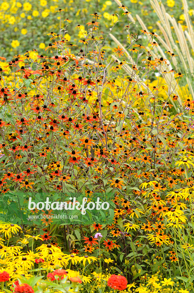 535105 - Sonnenhut (Rudbeckia triloba 'Prairie Glow') und Gewöhnlicher Sonnenhut (Rudbeckia fulgida)