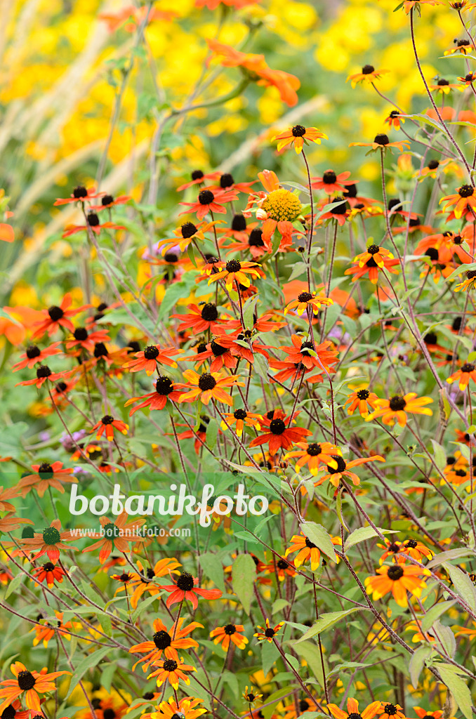 535108 - Sonnenhut (Rudbeckia triloba 'Prairie Glow')