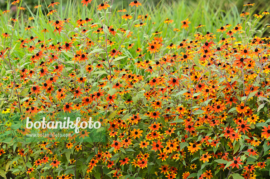 535213 - Sonnenhut (Rudbeckia triloba 'Prairie Glow')