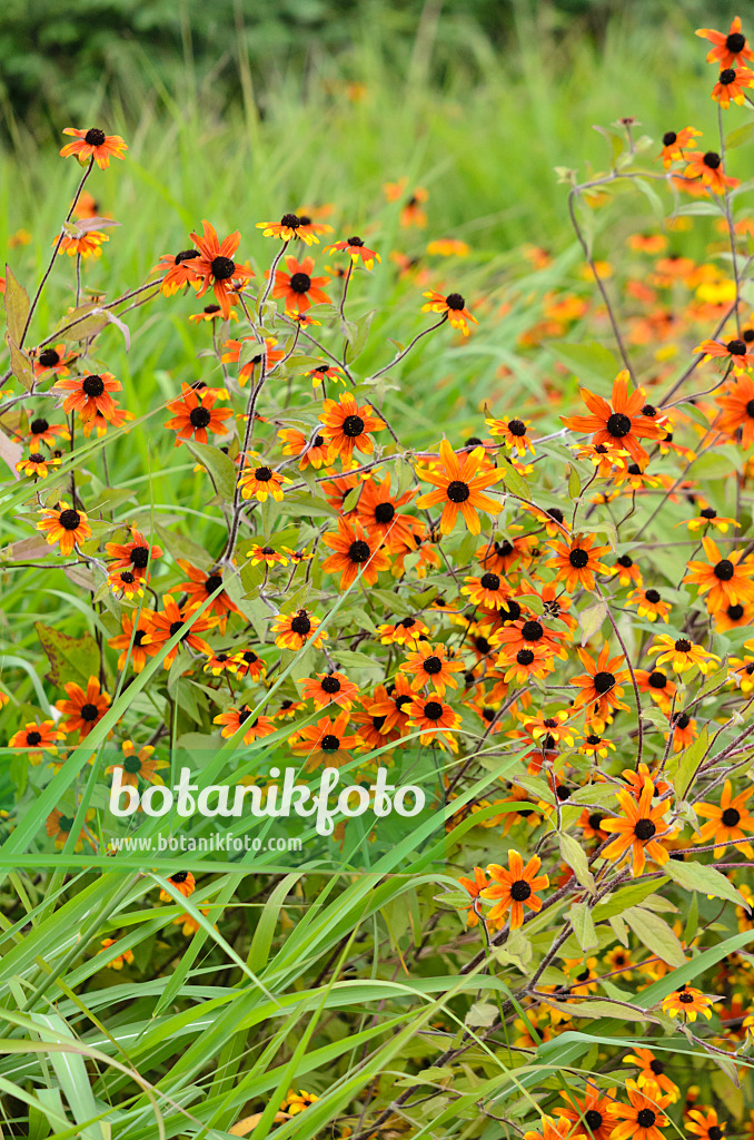 535215 - Sonnenhut (Rudbeckia triloba 'Prairie Glow')