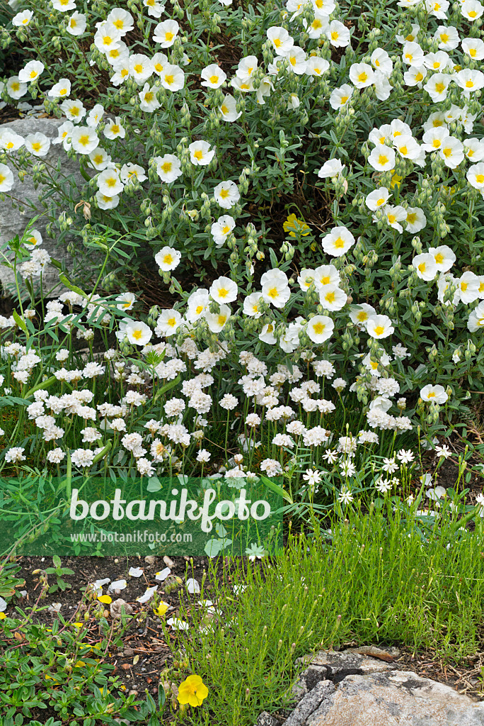 557004 - Sonnenröschen (Helianthemum Eisbär) und Steinbrechleimkraut (Silene saxifraga)