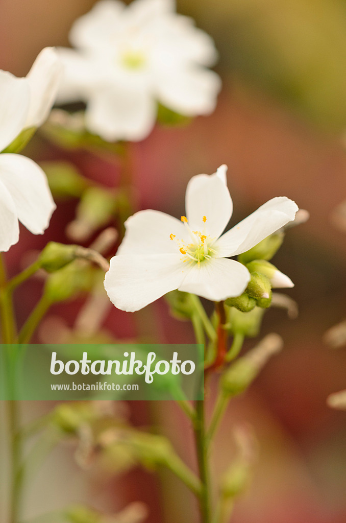 547332 - Sonnentau (Drosera binata)