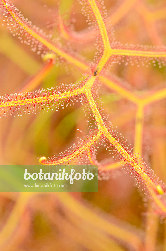 547336 - Sonnentau (Drosera binata)