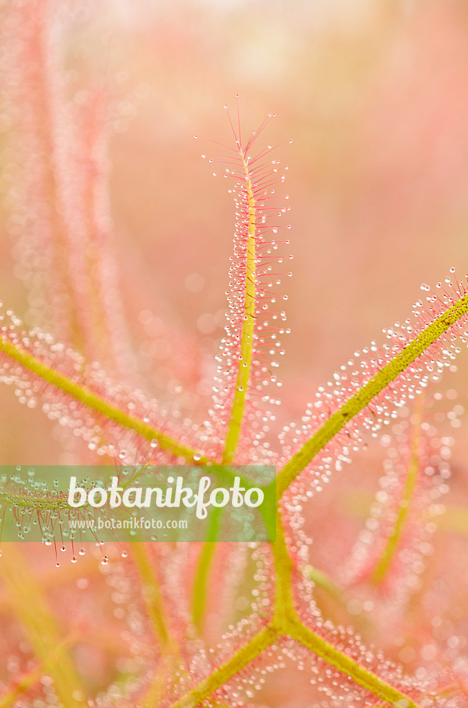 547337 - Sonnentau (Drosera binata)