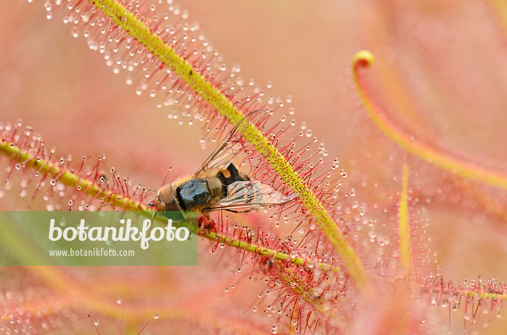 547338 - Sonnentau (Drosera binata)