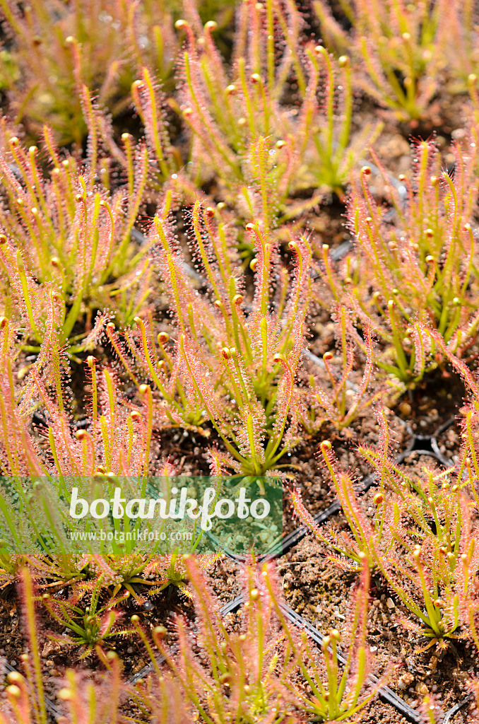 555071 - Sonnentau (Drosera intermedia x filiformis)