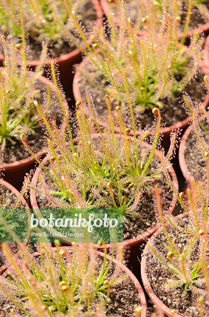 555072 - Sonnentau (Drosera intermedia x filiformis)