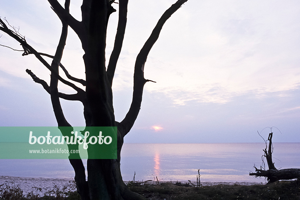 369005 - Sonnenuntergang an der Ostsee, Nationalpark Vorpommersche Boddenlandschaft, Deutschland