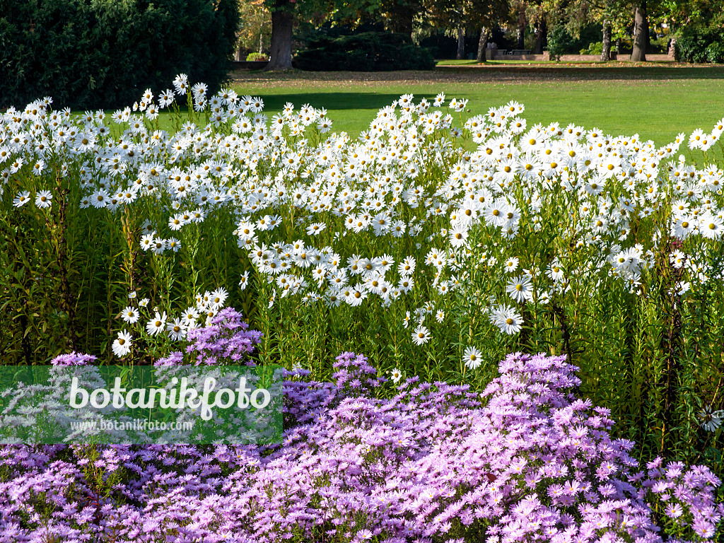 465177 - Spätblühende Margerite (Leucanthemella serotina) und Astern (Aster)